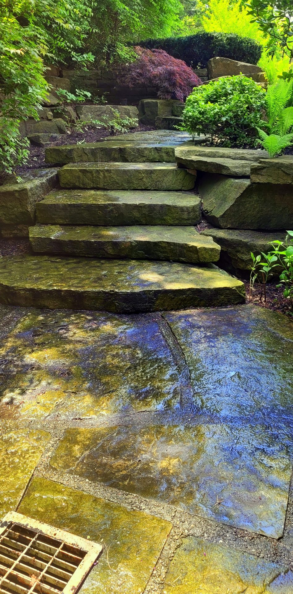 Slippery organic growth and algae saturation on natural stone estate stairs in Bridle Path prior to ACE specialized treatment