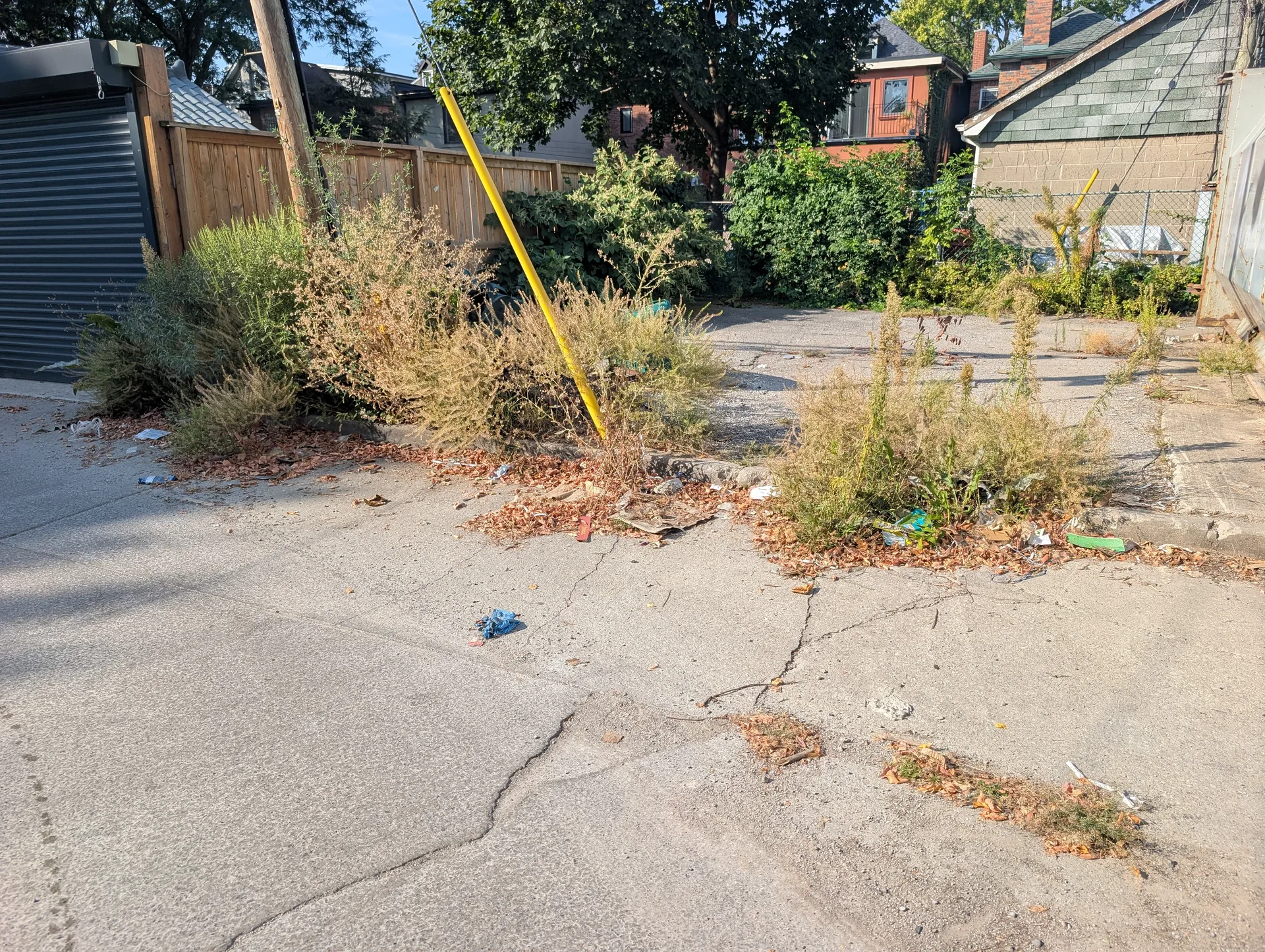 Invasive weeds and heavy vegetation overgrowth along an asphalt curb prior to ACE weed removal.