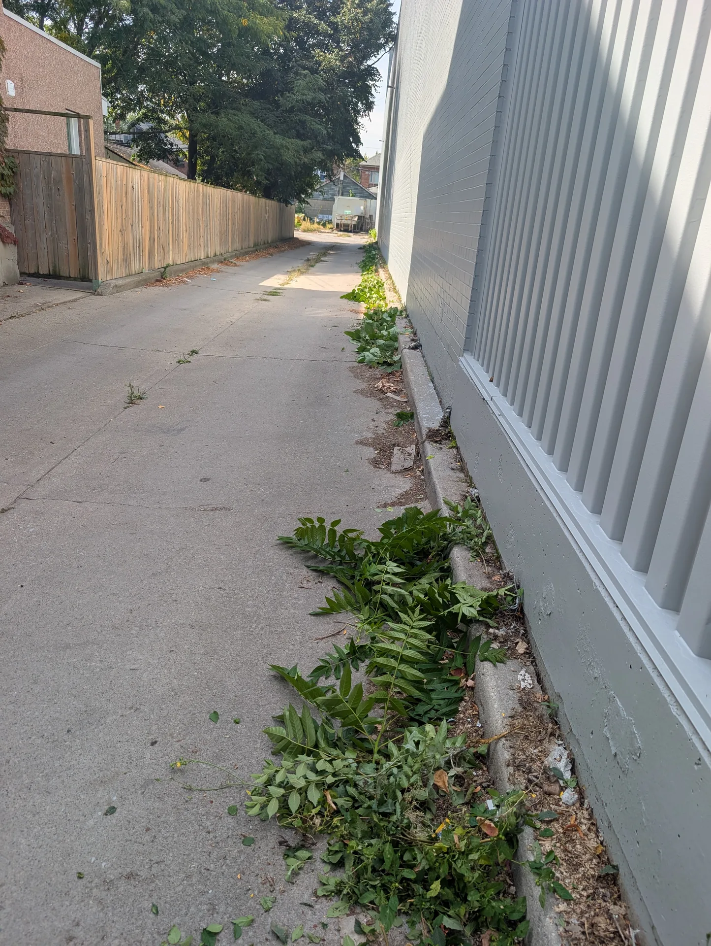Invasive weeds and organic overgrowth obstructing a commercial alleyway prior to ACE site clearing.